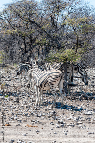 A group of Burchell s Plains zebra -Equus quagga burchelli- standing close to each other on the plains of Etosha National Park  Namibia.