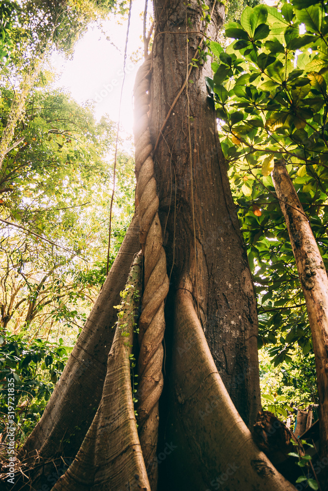 Fototapeta premium Beautiful tree Bacardi island