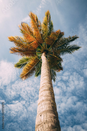 Tropical palm tree 