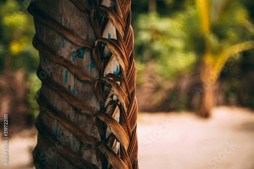 Closeup tree art Saona island