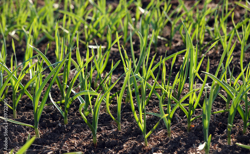 young green shoots