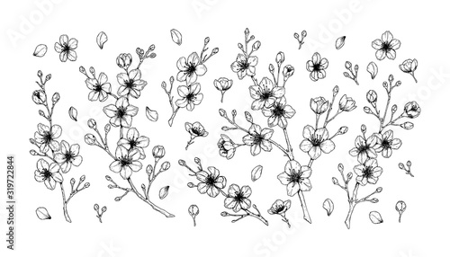 Big set of spring cherry flowers. Vector illustration in sketch style isolated on white. Beautiful tree branches in bloom