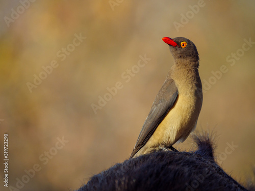 Cute red-billed oxpecker (Buphagus erythrorhynchus perched on an African buffalo or Cape buffalo (Syncerus caffer). Mpumalanga. South Africa.