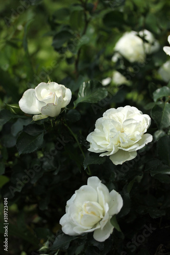 White blooming rose in a natural environment on a dark green background