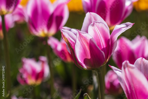 pink tulips on a Sunny day