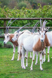 Oryx Scimitar antelopes