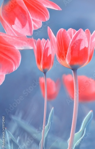 piekny-czerwony-tulipan-z-delikatna-selektywna-ostroscia