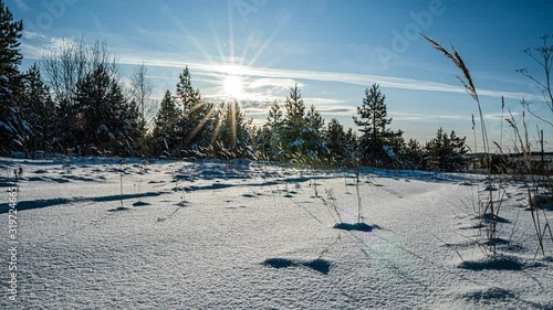 Snowfall in the winter in forest, Christmas evening with falling snow. in the christmas park, snow is falling. beautiful winter landscape. winter forest. Hyperlapse