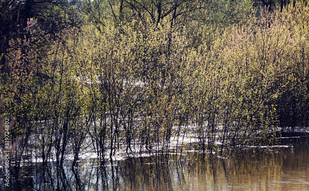 Obraz premium trees near river