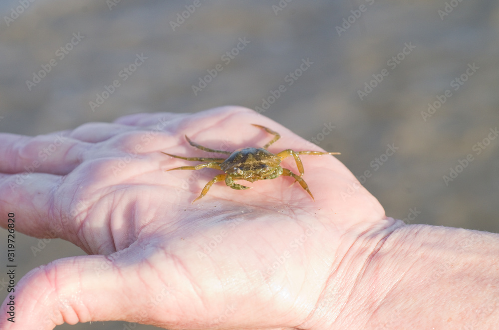 Crabe