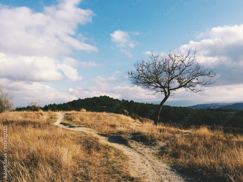 detached tree in the field and blue sky. Beautiful landspace view with dramatic sky and single tree. Single tree in the field. Single tree landscape.