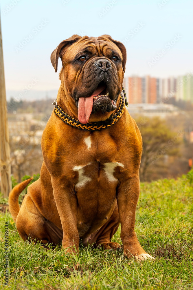 French mastiff with black mask French mastiff with black mask