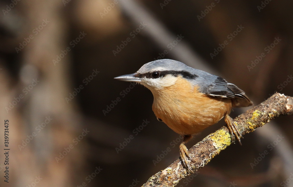 Eurasian nuthatch or wood nuthatch, Sitta europaea Eurasian nuthatch or wood nuthatch, Sitta europaea
