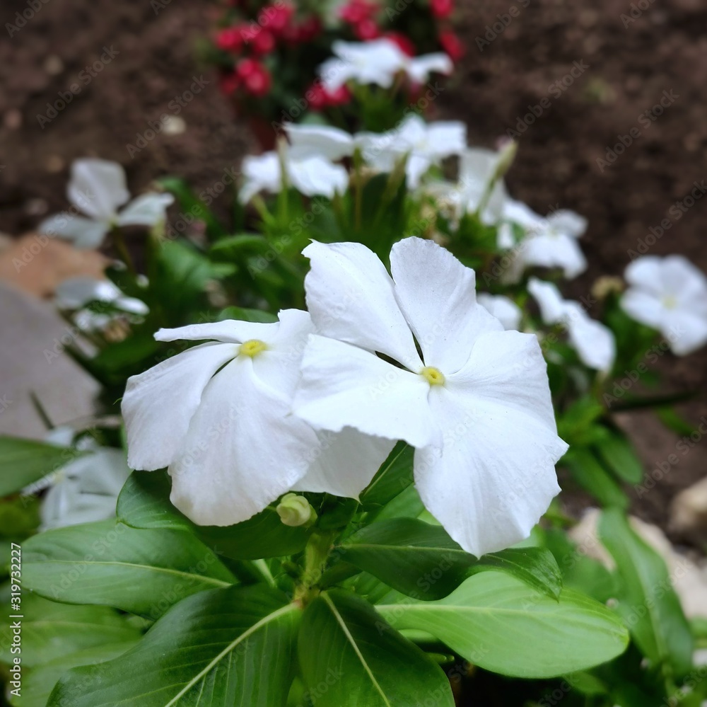 Lovely spring/summer flower in the garden Lovely spring/summer flower in the garden