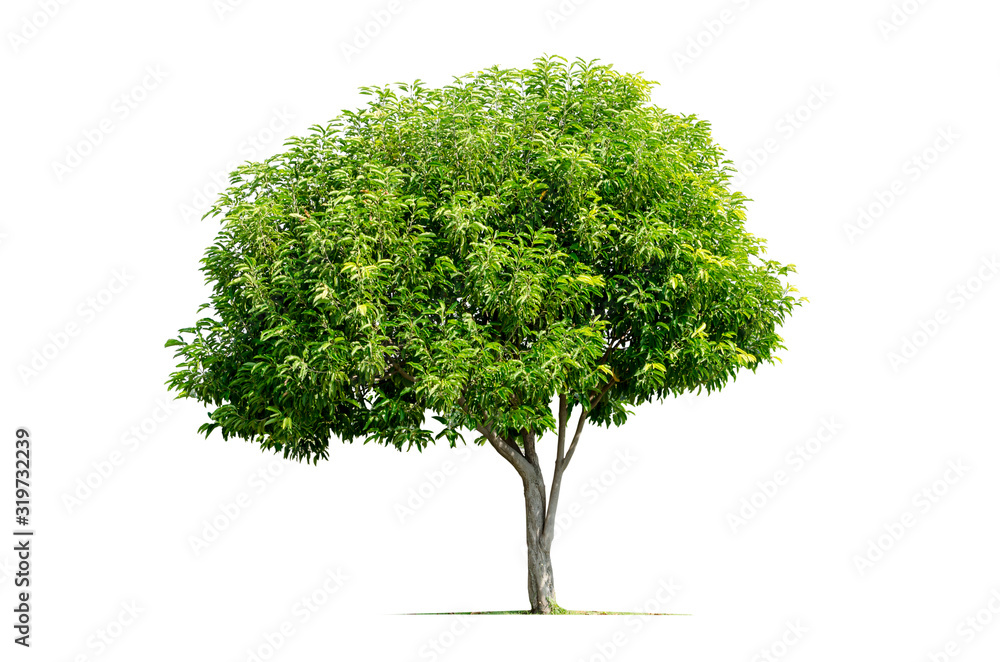 Tropical tree isolated on white background Tropical tree isolated on white background