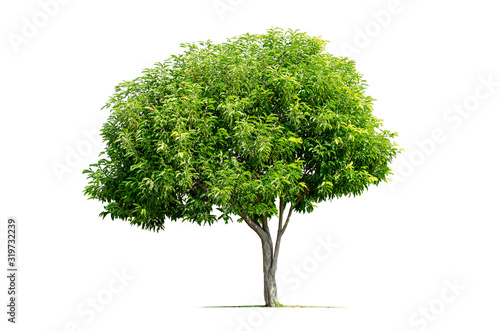 Tropical tree isolated on white background