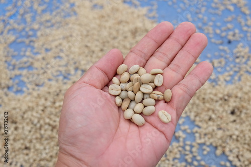 The coffee beans in the hands that are dried are the production processes before being coffee products for us to eat.