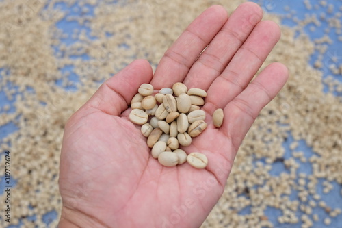 The coffee beans in the hands that are dried are the production processes before being coffee products for us to eat.