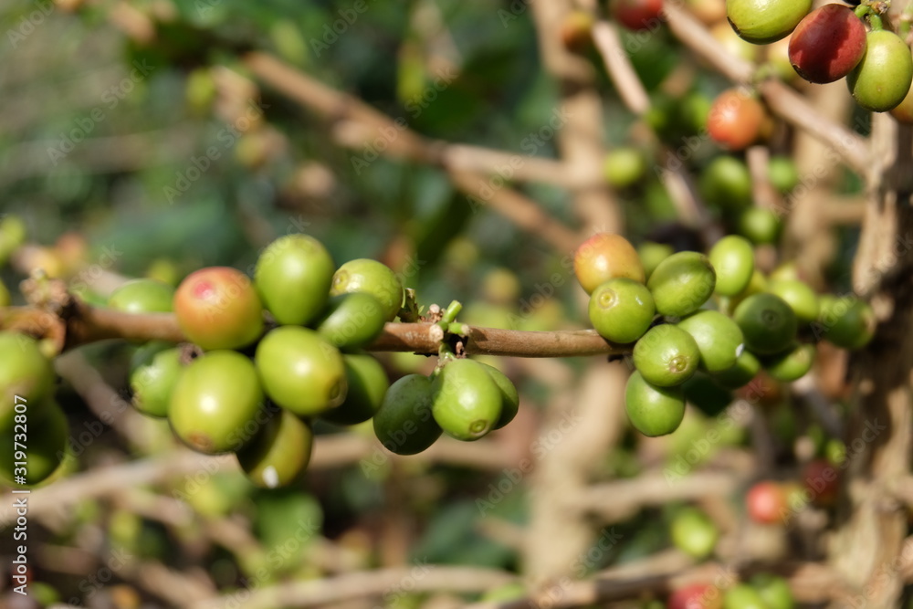 Coffee trees from northern Thailand, local coffee products export Coffee trees from northern Thailand, local coffee products export
