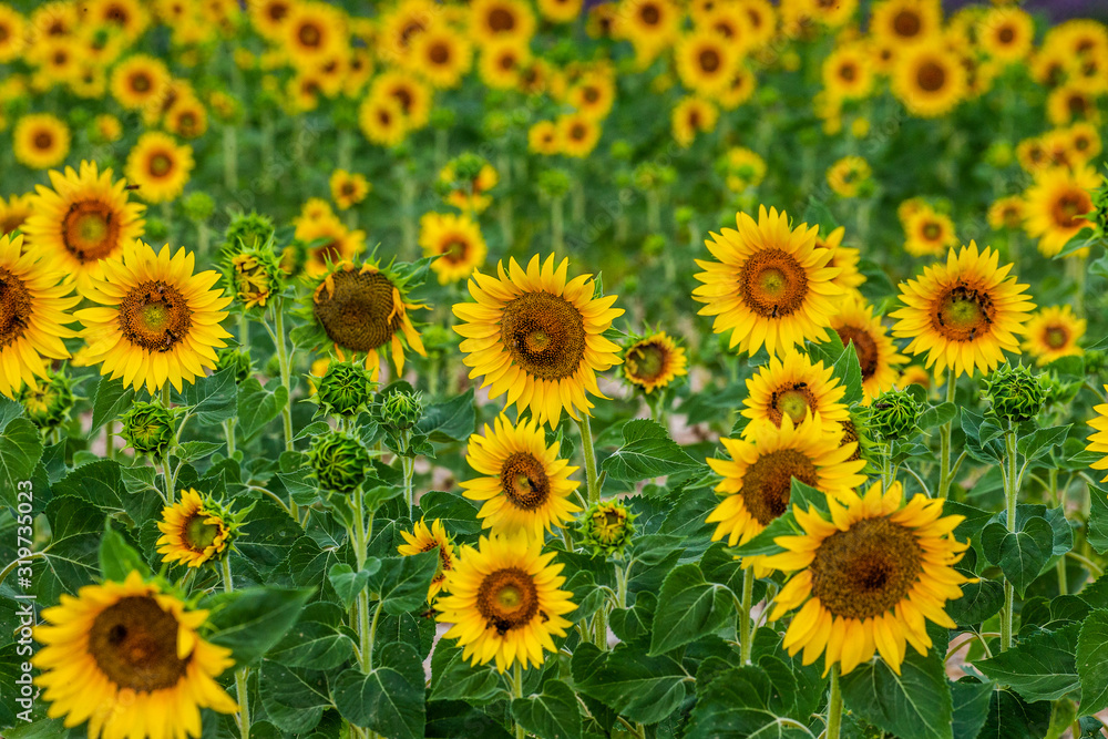 Fragment of a field with sunflowers close-up. France. Provence. Valensole Fragment of a field with sunflowers close-up. France. Provence. Valensole