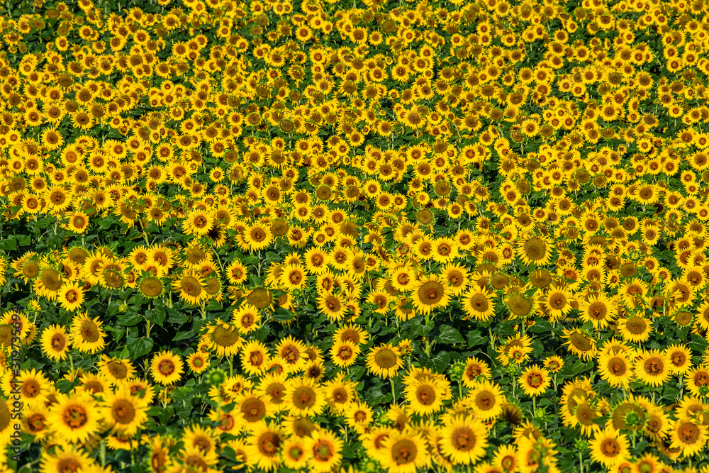 Fragment of a field with sunflowers. France. Provence. Valensole Fragment of a field with sunflowers. France. Provence. Valensole
