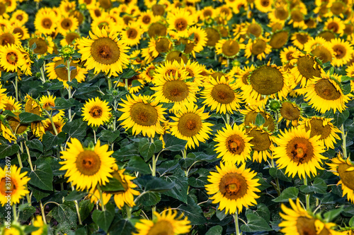 Fragment of a field with sunflowers close-up. France. Provence. Valensole