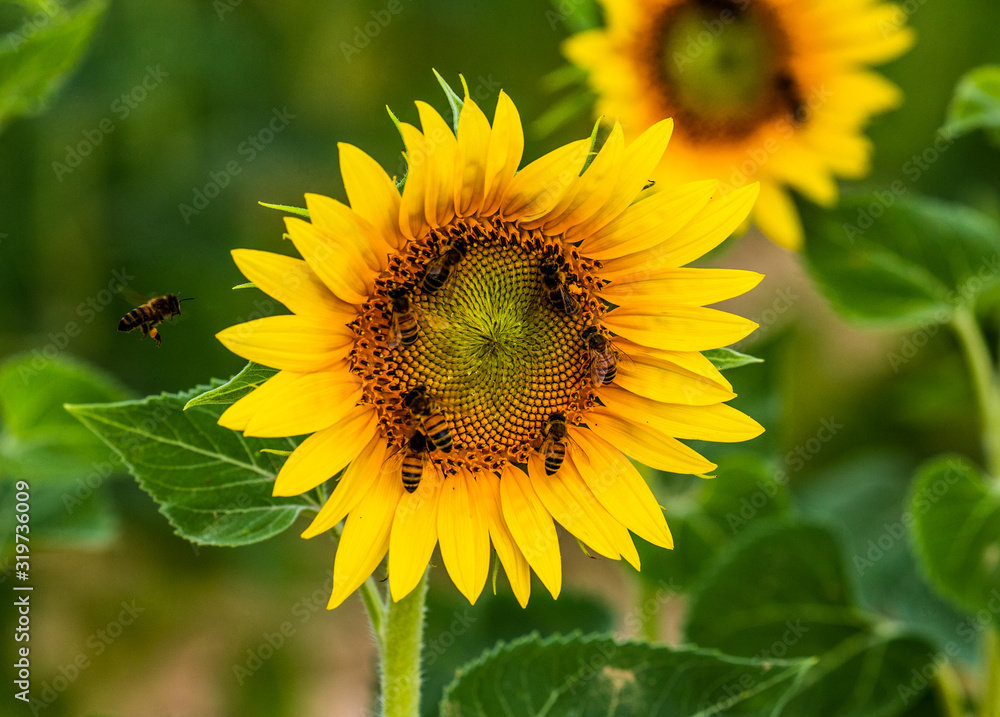 Fototapeta premium Sunflower close-up with bees. France. Provence. Valensole