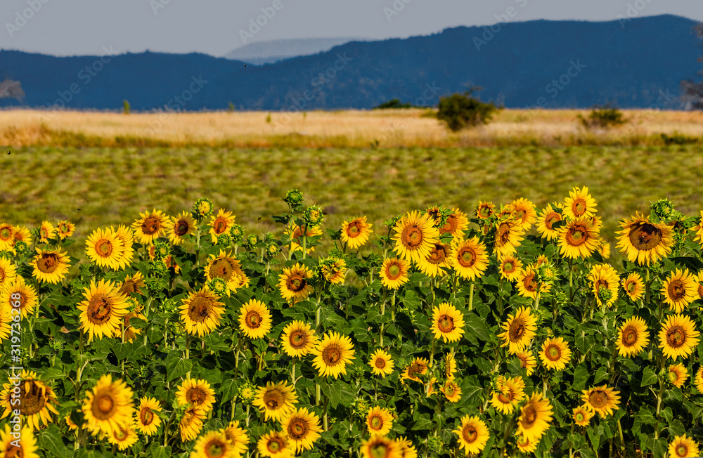 Field of sunflowers against the background of mountains in the distance. France. Provence. Valensole Field of sunflowers against the background of mountains in the distance. France. Provence. Valensole
