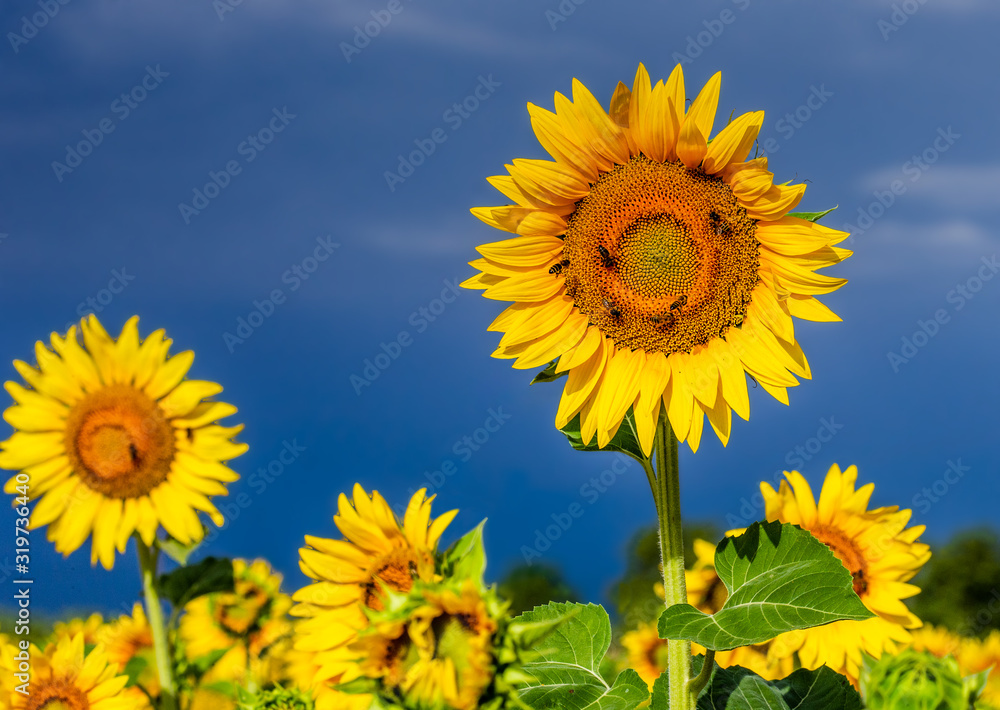 Sunflower close-up on a background of bright blue sky with bees. France. Provence. Valensole