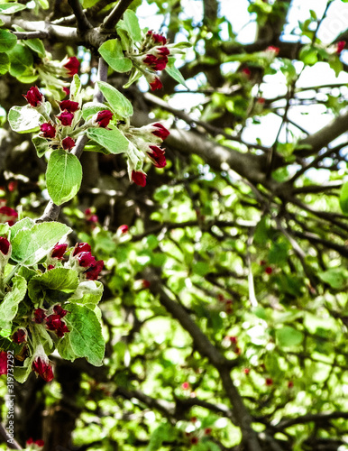 Close up of red, wild apple tree flowers. Flowering trees - waking up nature.