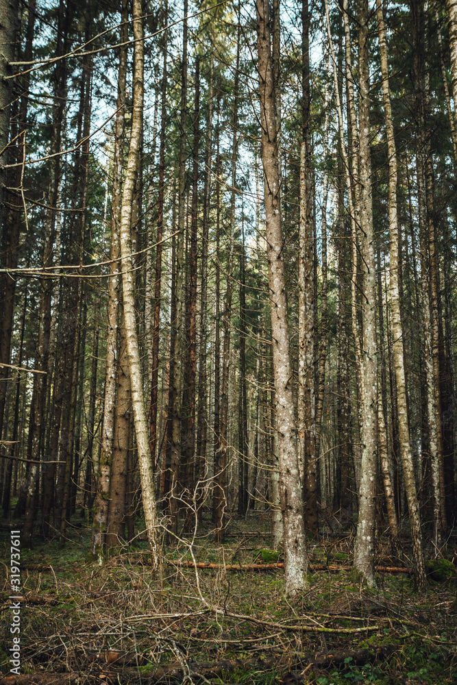 trees in the forest trees in the forest