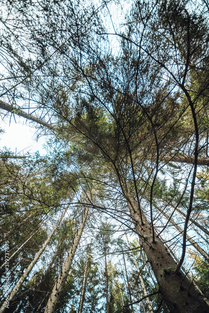 Fototapeta premium trees and sky