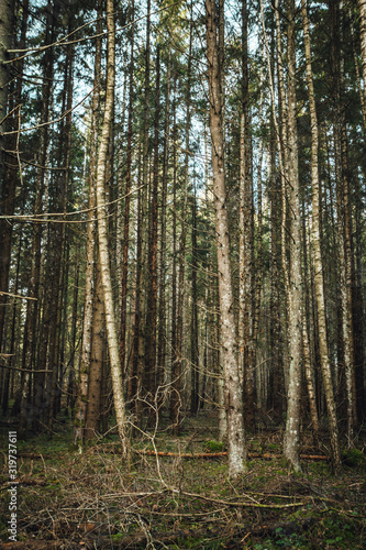 trees in the forest © Aleksandrs Muiznieks