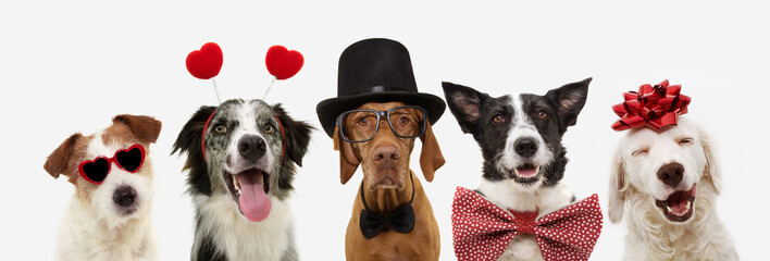 banner five dogs celebrating valentine's day with a red ribbon on head and a heart shape diadem or glasses, top hat and bowtie. isolated against white background.