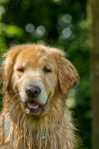 portrait of a dog, golden retriever