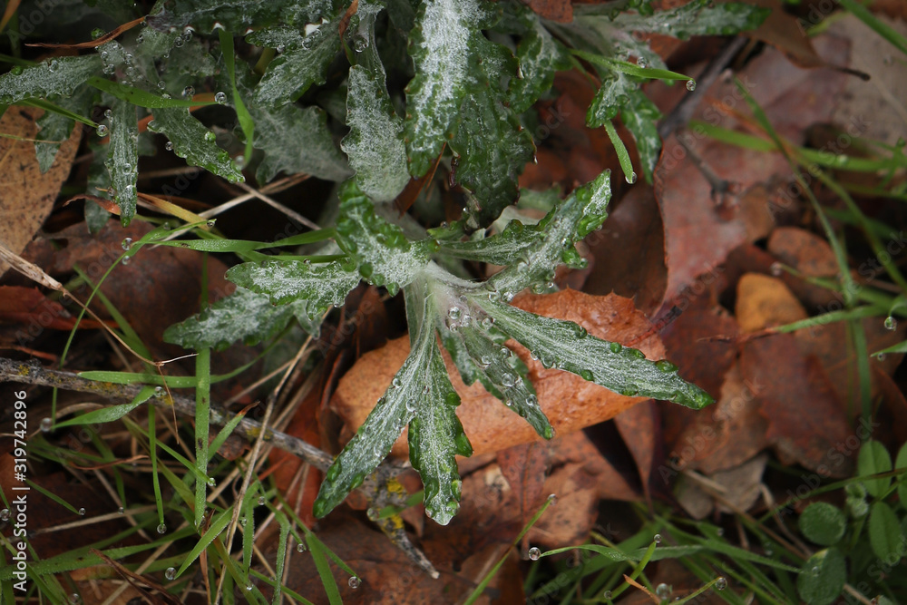 Morning dew on a winter morning Morning dew on a winter morning