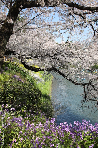 Wallpaper Mural Cherry blossoms at Chidorigafuchi park, Tokyo, Japan Torontodigital.ca