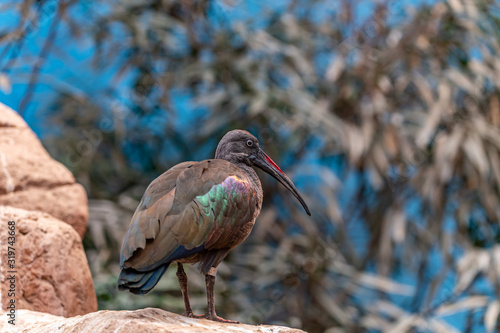 closeup of a hadada ibis exotic bird sitting on rocks photo