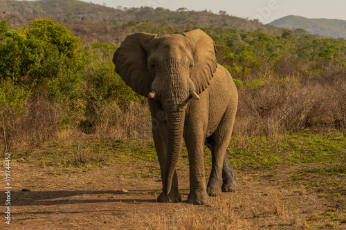 Elephant Sout Africa