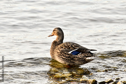 duck in water, photo as a background