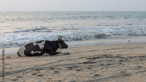 Cow on Cherai Beach, Kochi, Kerela, India photo