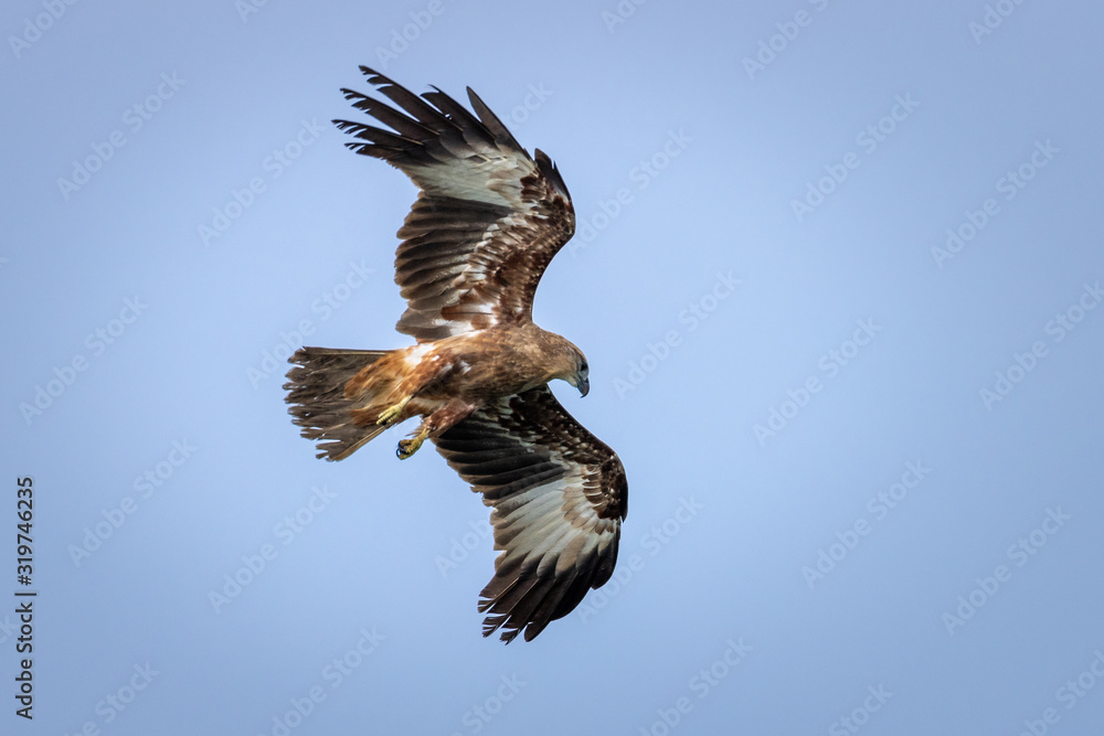 Obraz premium Juvenile Indian bird of prey Brahminy kite (Haliastur indus)