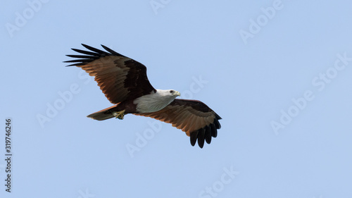 Indian bird of prey Brahminy kite (Haliastur indus)