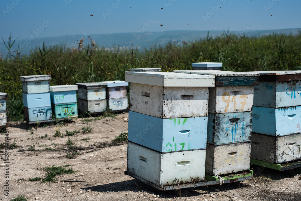 Beehive Beehive