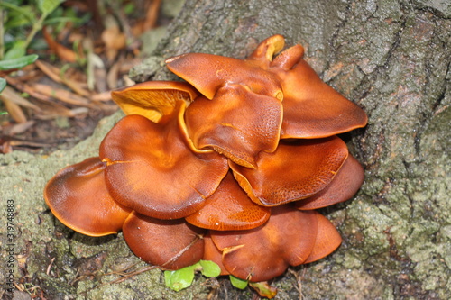 Champignons en forêt