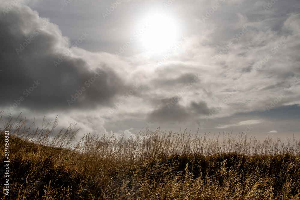 Fototapeta premium Field of grass in a sunny sky