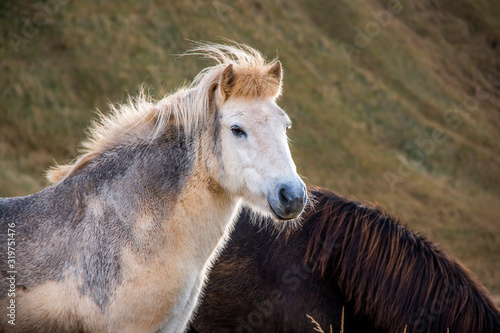 Icelandic horse in the middle of a field © Benjamin
