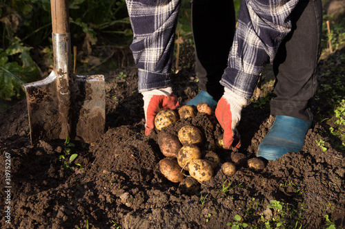 Farmer with shovel harvesting organic potatoes harvest in garden