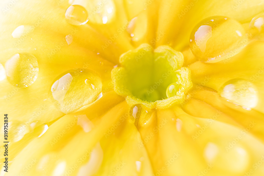Yellow flower petals in large drops of water. Macro photo. The concept of flowering, spring, summer. Image is suitable for cards, banners. Abstract flower photo. Yellow flower petals in large drops of water. Macro photo. The concept of flowering, spring, summer. Image is suitable for cards, banners. Abstract flower photo.