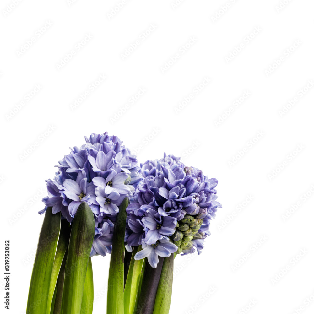 Fototapeta premium Hyacinth on white.